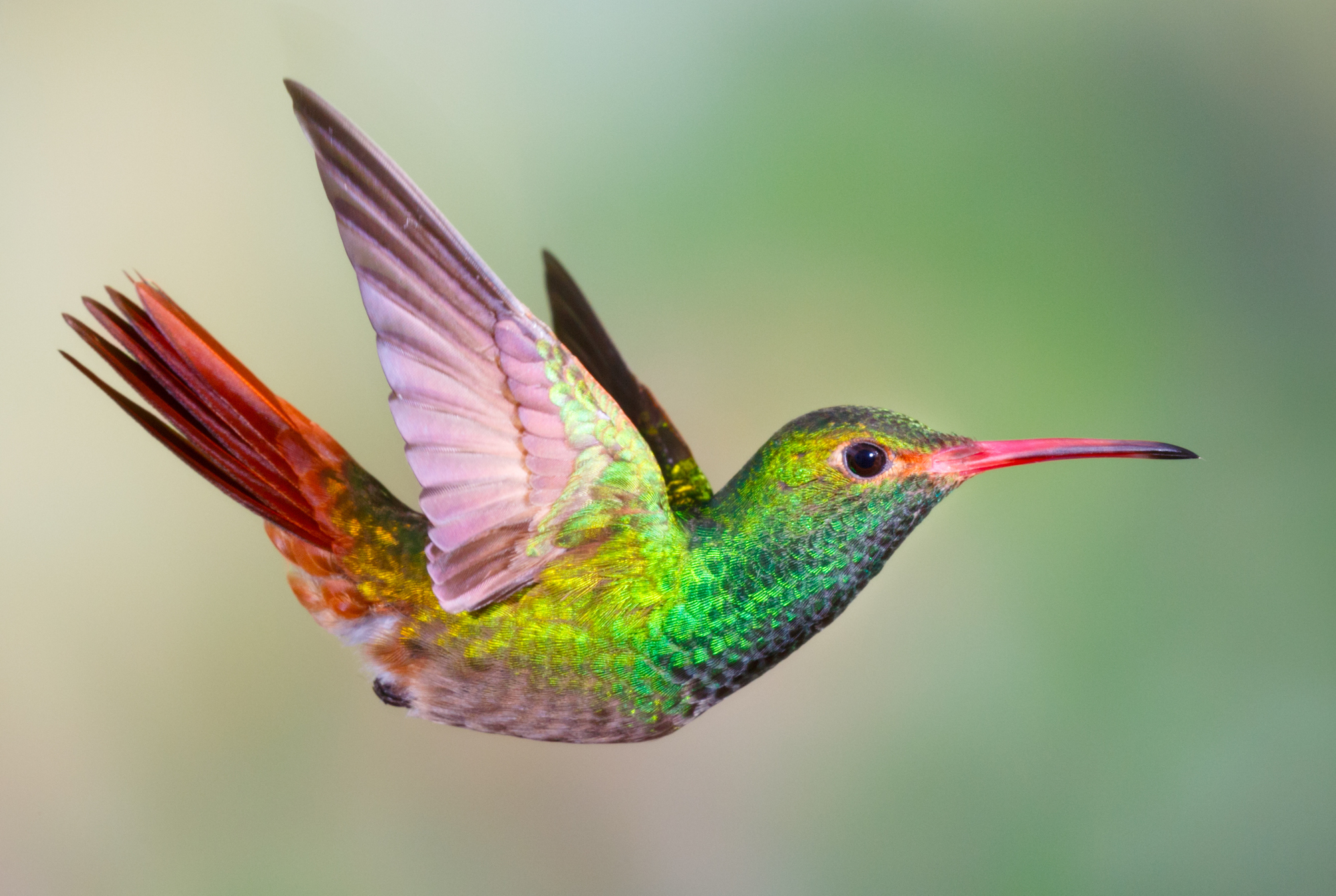 Hummingbird , Rufous-tailed